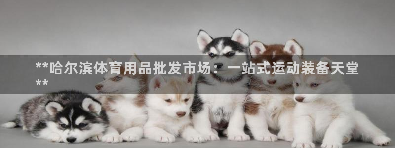 欧陆娱乐官网入口下载：**哈尔滨体育用品批发市场：一