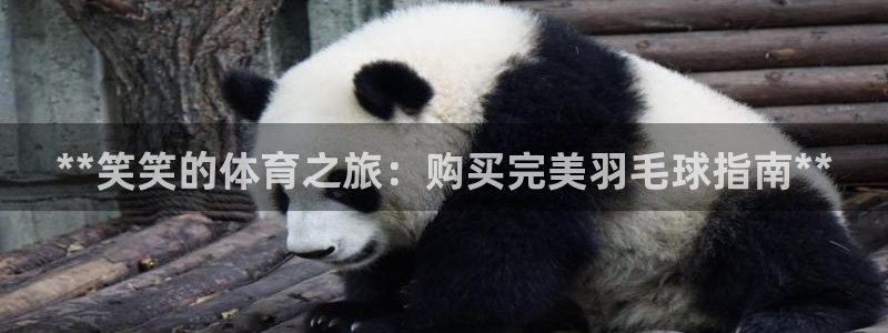 欧陆娱乐稳中：**笑笑的体育之旅：购买完美羽毛球指南